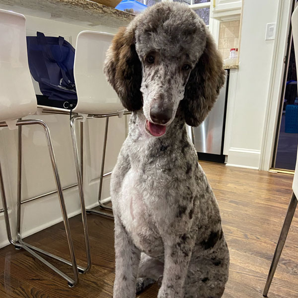 SpooMoni's Poodles Review