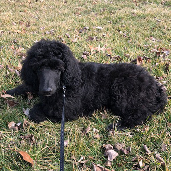 SpooMoni's Poodles Review