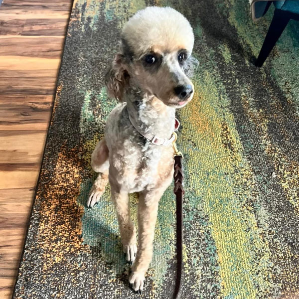 Poodle Mom