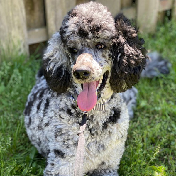 SpooMoni's Poodles Review