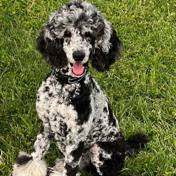 SpooMoni's Poodles Review
