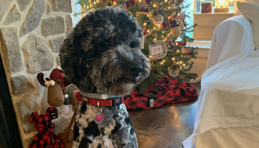  Poodle Puppies for sale in Tennessee by SpooMoni's Poodles
