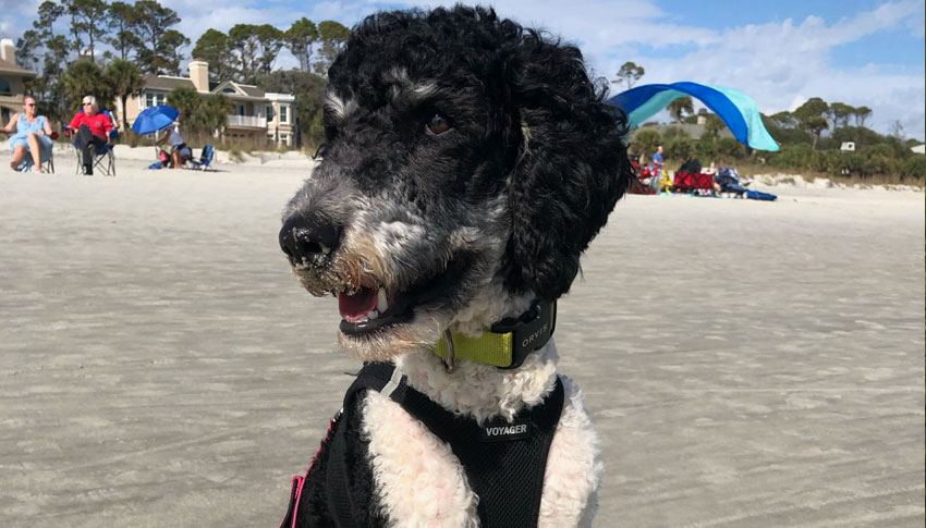 Standard Poodle Puppies for sale in Tennessee 