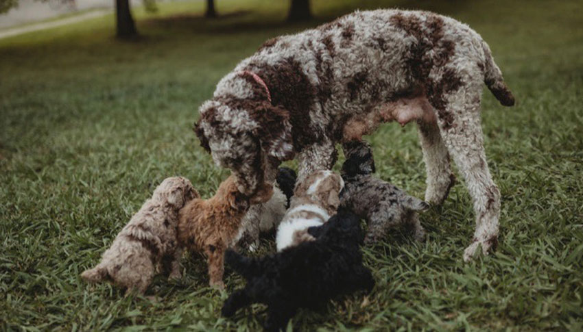 Standard Poodle Puppies for sale in Tennessee by SpooMoni's Poodles