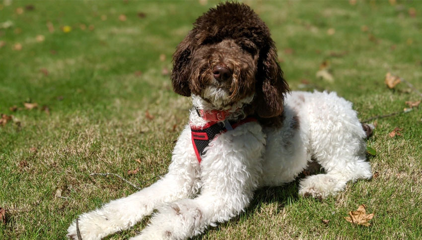 Standard Poodle Puppies for sale in Tennessee by SpooMoni's Poodles