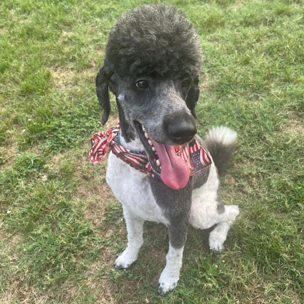 Poodle Sire